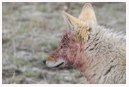 CoyoteFace_CopyrightMacNeilLyonsImages