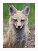 Fox Face Off - Copyright MacNeil Lyons Images