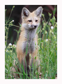 Fox Kit One - Copyright MacNeil Lyons Images