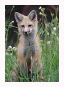 Fox Kit Two - Copyright MacNeil Lyons Images