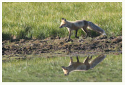 Foxy_Reflection_Copyright_MacNeil_Lyons_Images