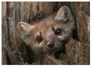 Face of the Pine Marten - Copyright MacNeil Lyons Images