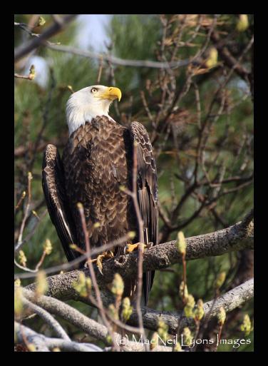 Blackwater National Wildlife Refuge - (c) MacNeil Lyons Images