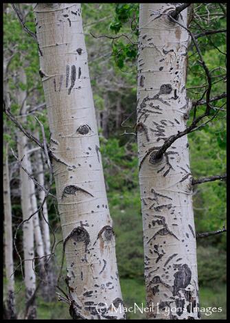 Bear Scrapes/Kaia Sage Lyons - Copyright MacNeil Lyons Images