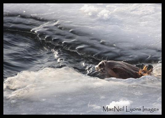 Cold Beaver - Copyright MacNeil Lyons Images