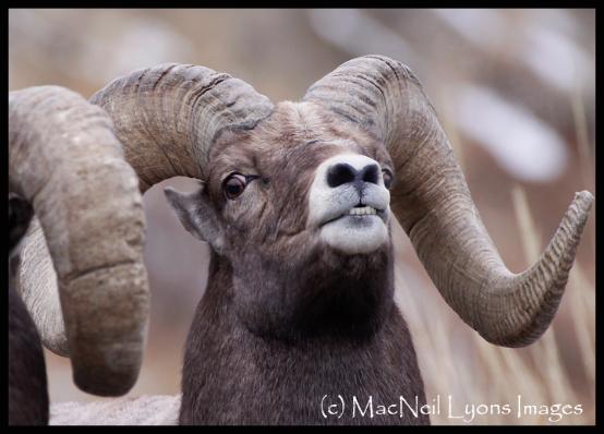 Bighorn Rams - Copyright MacNeil Lyons Images