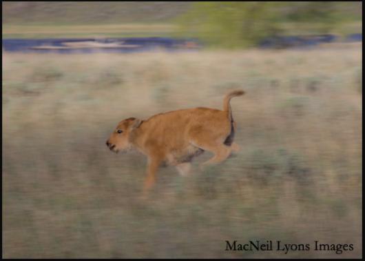 Bison Calf - Copyright MacNeil Lyons Images