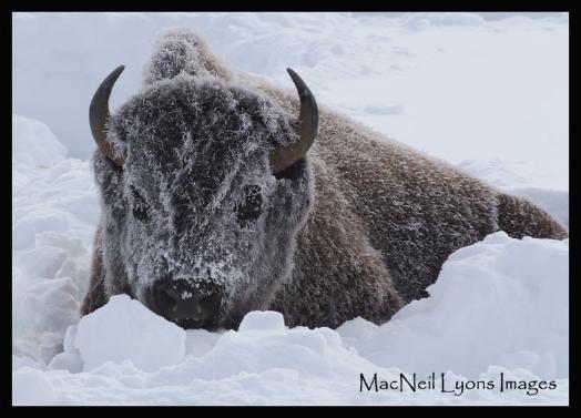 Bison in Yellowstone - Copyright MacNeil Lyons Images