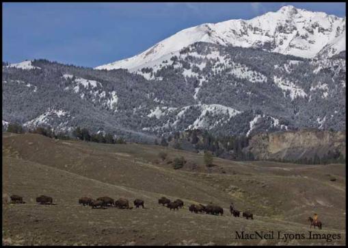 Bison Movement - Copyright MacNeil Lyons Images