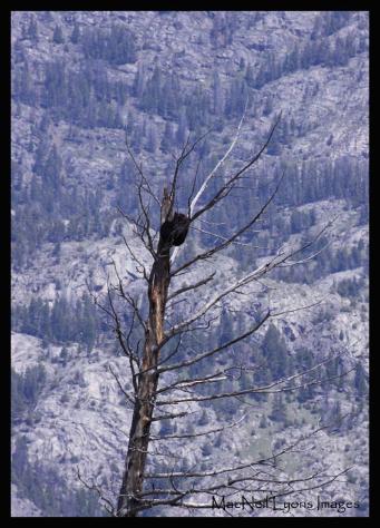 Black Bear In Tree & Beartooth Highway Drifts - Copyright MacNeil Lyons Images