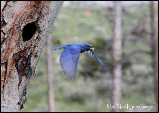 Happy Father's Day Bluebird - Copyright MacNeil Lyons Images