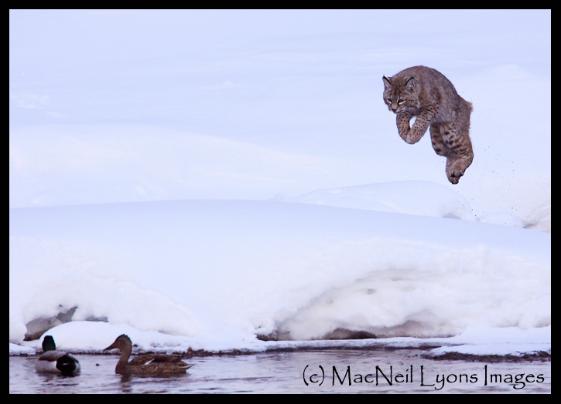 Bobcat Along Madison River (c) MacNeil Lyons Images