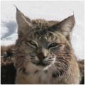 Bobcat Face 4395 - Copyright MacNeil Lyons Images