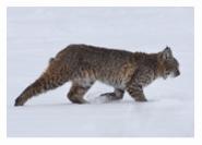 Blacktail Bobcat 2 - Copyright MacNeil Lyons Images