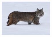 Blacktail Bobcat - Copyright MacNeil Lyons Images