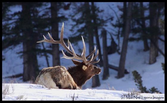 Old Bull (c) MacNeil Lyons Images