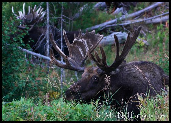 Bull Moose x 2 - (c) MacNeil Lyons Images