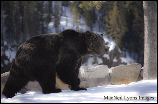 Canyon Grizzly Bear - Copyright MacNeil Lyons Images