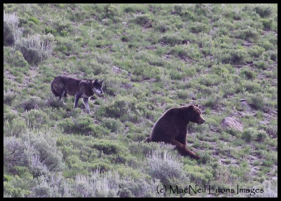 Wolf & Grizzly Interaction (c) MacNeil Lyons Images