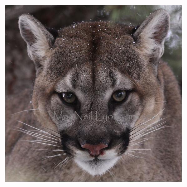 Cougar 6 - Copyright MacNeil Lyons Images