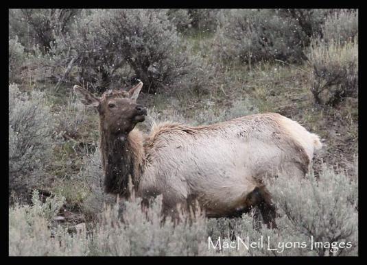 Transitions - Elk & Spring Snow - Copyright MacNeil Lyons Images