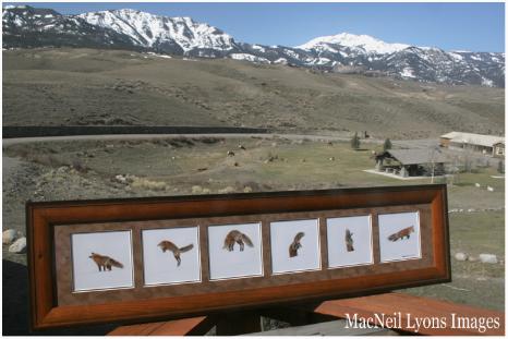 Fox Images - $385.00 - Copyright MacNeil Lyons Images