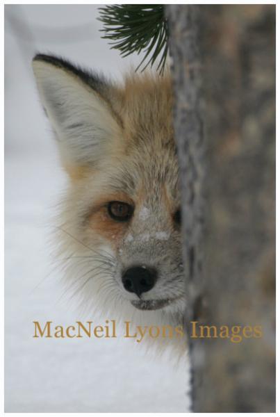 Fox Face - Copyright MacNeil Lyons Images