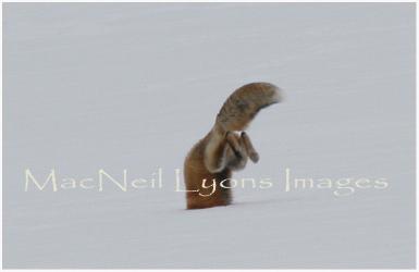 Fox_5_Copyright_MacNeil_Lyons_Images