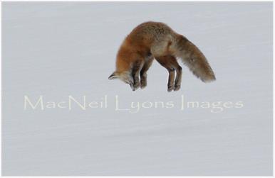 Fox_4_Copyright_MacNeil_Lyons_Images
