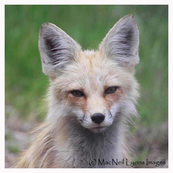 Pondering Fox - Copyright MacNeil Lyons Images