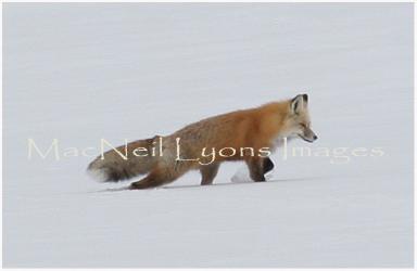 Fox_7_Copyright_MacNeil_lyons_Images