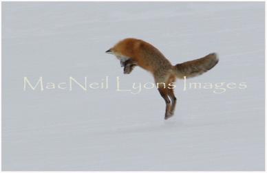 Fox_3_Copyright_MacNeil_Lyons_Images