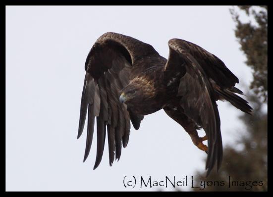 Golden Eagle - Copyright MacNeil Lyons Images