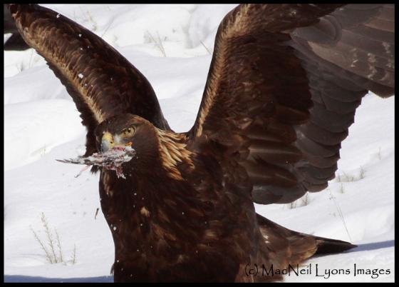 Golden Eagle - (c) MacNeil Lyons Images