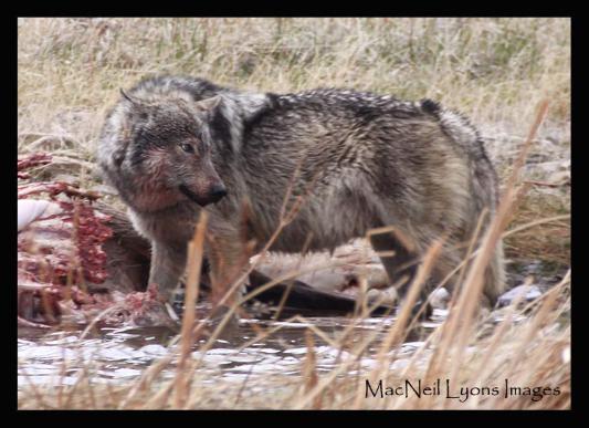 Canyon Gray Wolf - Copyright MacNeil Lyons Images