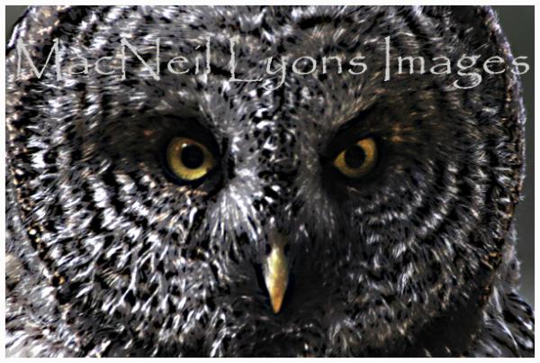 Great_Gray_Owl_Stylized_Copyright_MacNeil_Lyons_Images