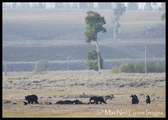 Grizzlies & Wolves Feed on Bison Carcass - (c) MacNeil Lyons Images