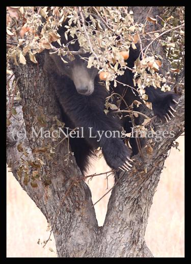 Apple Eatin' Grizzly (c) MacNeil Lyons Images