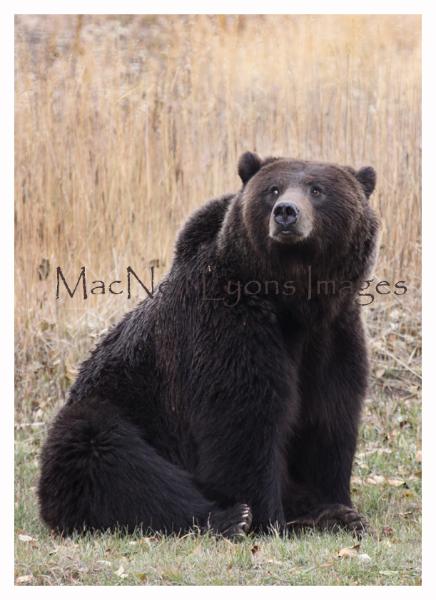 Apple Eatin Grizzly 8 - Copyright MacNeil Lyons Images