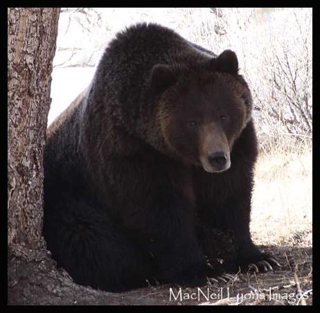 St. Patrick's Day Grizzly Bear - Copyright MacNeil Lyons Images
