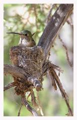 Hummingbird_On_Nest_Copyright_MacNeil_Lyons_Images