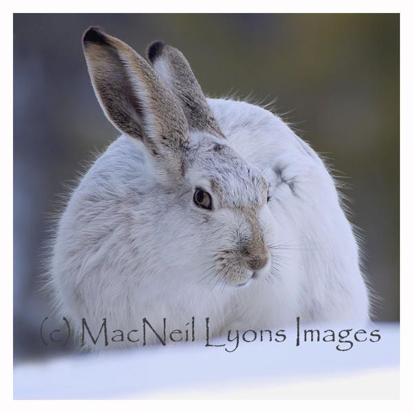 White-tailed Jackrabbit 6 - Copyright MacNeil Lyons Images