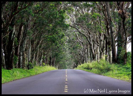 Koloa Tree Tunnel - (c) MacNeil Lyons Images