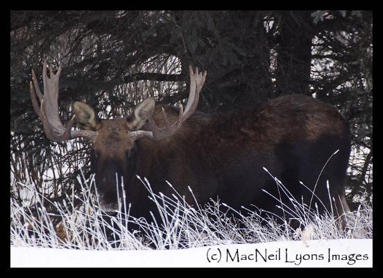 Silver Gate Moose / Lamar Cottonwoods - Copyright MacNeil Lyons Images