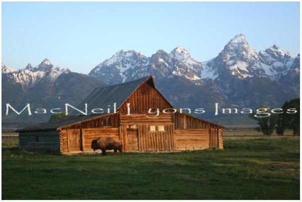 Moulton_Barn_with_Bison_Copyright_MacNeil_Lyons_Images