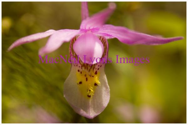 Fairy Slipper Orchid - Copyright MacNeil Lyons Images