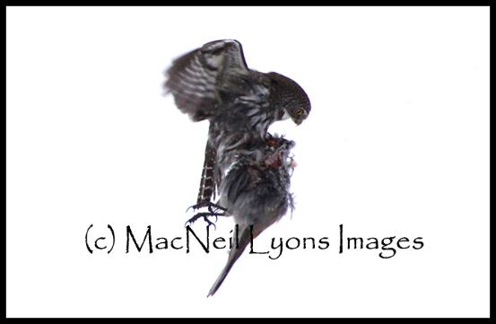 Northern Pygmy Owl - (c) MacNeil Lyons Images