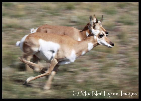 Season of the Proghorn (c) MacNeil Lyons Images