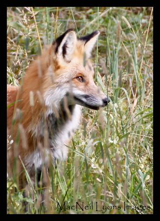 Autumn Fox & Swan Lake Elk - Copyright MacNeil Lyons Images