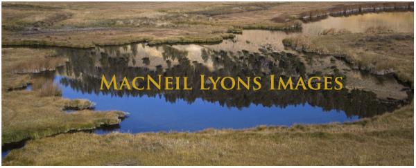 Blacktail Reflections - Copyright MacNeil Lyons Images